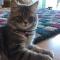 Cat Story Hotel
