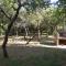 Bosquecito de Carpin