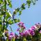 Giardino apartment Split - Split