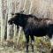 Boulder Best City and Nature with Lake and Trails PETS OK - Boulder