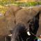 Sandpiper Villas Chobe - 卡萨内