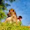Sandpiper Villas Chobe - 卡萨内