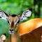 Sandpiper Villas Chobe - 卡萨内