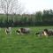 Glendine Country House Wexford - 韦克斯福德