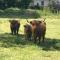 Glendine Country House Wexford - 韦克斯福德