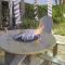 Bluegreen Vacations Orlandos Sunshine Resort