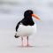 The Oystercatcher At The Bay, Filey