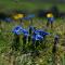 Fanore Holiday Cottages