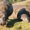 Botlierskop Private Game Reserve - Reebok