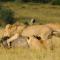 Botlierskop Private Game Reserve - Reebok