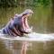 Botlierskop Private Game Reserve - Reebok