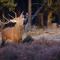 Enjoy nature, nice stay and beautiful surroundings - Putten