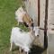 Ferme des Poulardieres - Crouy-sur-Cosson