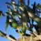 Algarrobo Azul - Almuñécar