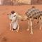 Wadi Rum Pyramids Camp