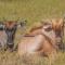 Kwetu Guest Farm