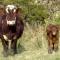 Homestone Farm