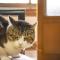 Guest Cafe Kuchikumano