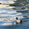 PETALS TOKYO - Floating Hotel