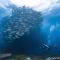 Ultra Mint Dive Resort