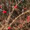 Nest Holiday Home Central Callander, Trossachs Self-catering