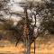 Otjibamba Lodge