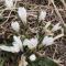 Galanthus