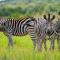 Zebras Crossing - Modimolle