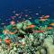 Murex Dive Resort - Manado