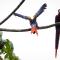Toucan Escape
