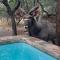 Mopani Villa