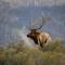 Elks Landing
