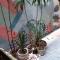 Tonkin Homestay