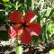 Jardin Secreto