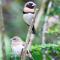 Lake Eacham Tourist Park & Cabins