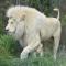 Tenikwa Wildlife Centre & Spa