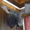 Bear Lodge Motel
