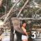 3 Pok Maewang jinxiang Gold elephant park - Ban Mae Sapok Noi