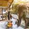 3 Pok Maewang jinxiang Gold elephant park - Ban Mae Sapok Noi