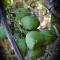 Finca Encanto Eco Lodge