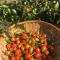 Quo Vadis Farm