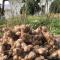 Quo Vadis Farm