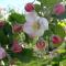 Aan het Singelhof - Bellefleur*** met sunshower en tuin