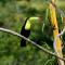 Villa Toucan with National Geographic Views - 别霍港