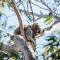 Port Stephens Koala Sanctuary