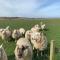 The Stable - NC500