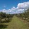 'Orana Grove' Reset at a Mudgee Vineyard Getaway - Маджі