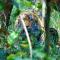 Mango Tree Lodge