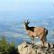 Bergchalet mit Wellness-Oase, Natur Pur