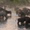 Geiger's Camp in Timbavati Game Reserve by NEWMARK - Timbavati Game Reserve